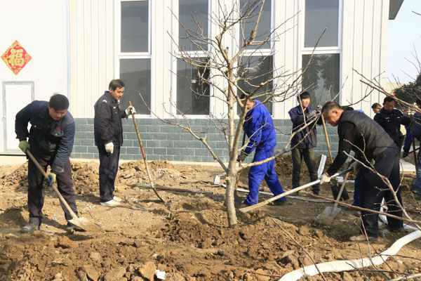 Shandong China Coal Group Held Tree Planting Activities in the New Industrial Park